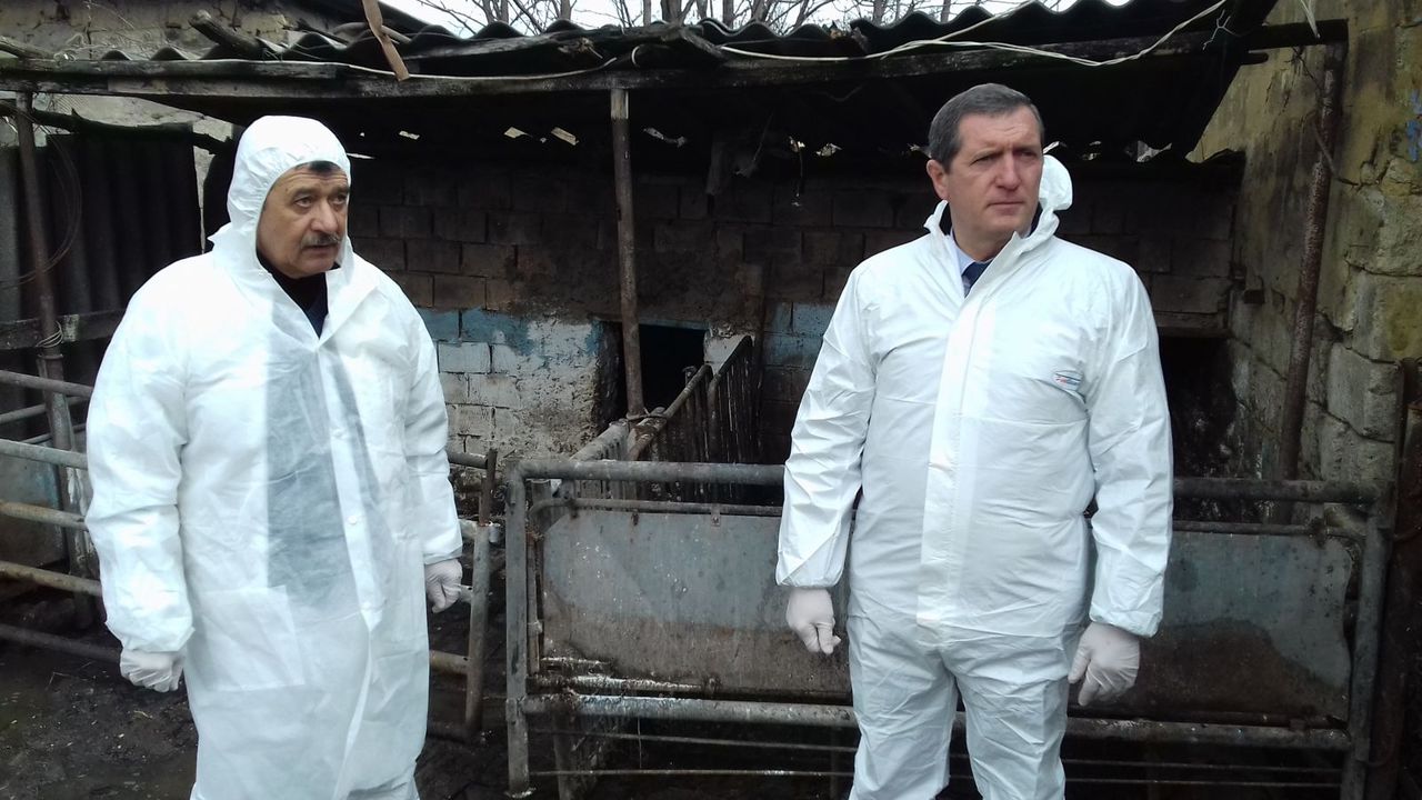 În cadrul inspecţiei au fost verificate zonele de restricţie unde efectivul de porcine constituie 3000 de capete. Foto: ansa.gov.md