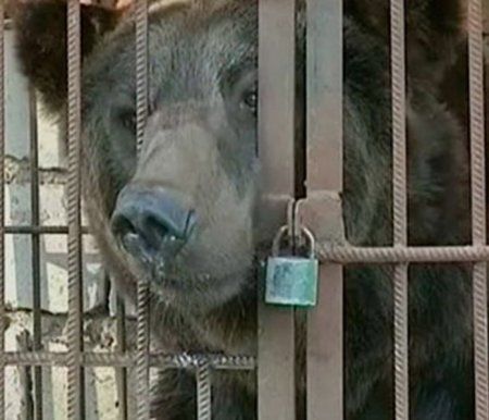 По решению суда медведей должны были изъять у владельцев, но пока оставили жить при ресторане до начала марта.