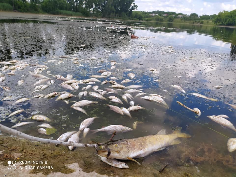 Сотни мертвых рыб плавают на поверхности воды в реке Куболта в Молдове.