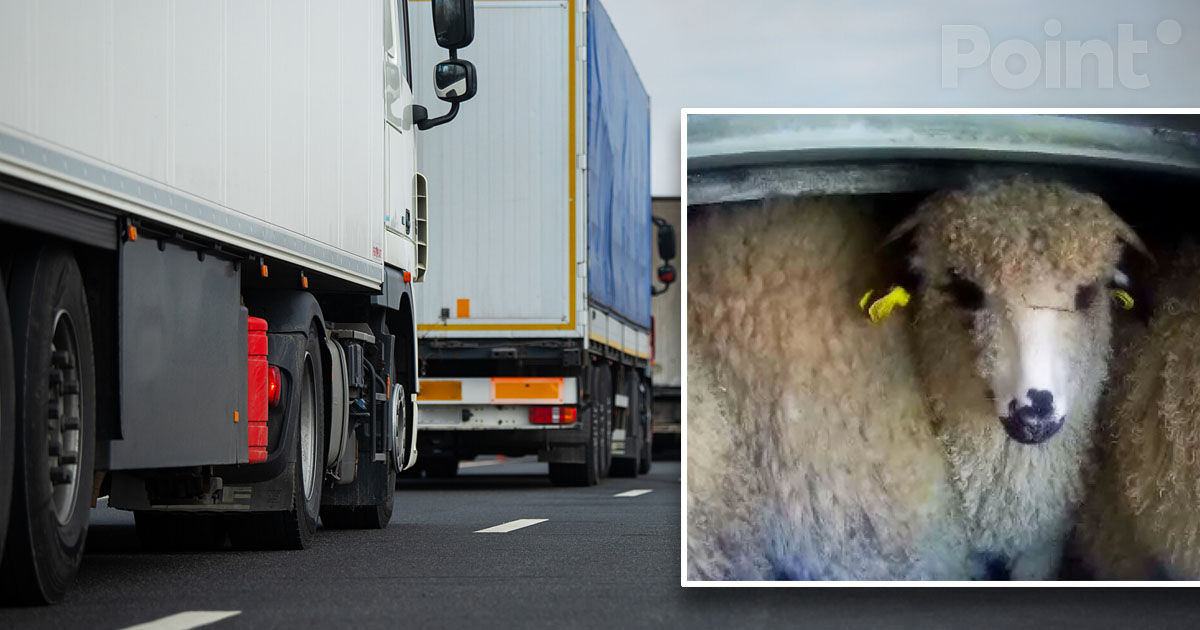 Un TIR cu 32 de oi, blocat de cinci zile între România și Republica Moldova.