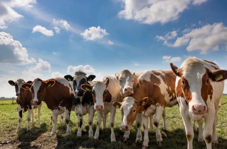 Fermierii, rugați să informeze autoritățile despre starea de sănătate a animalelor lor.
