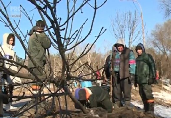 Ecologistii vor ca cei de la Spatii Verzi sa discute cu locatarii din zona unde urmeaza sa fie efectuate defrisarile.