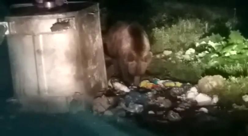 В румынских горах медведь напал на туриста.