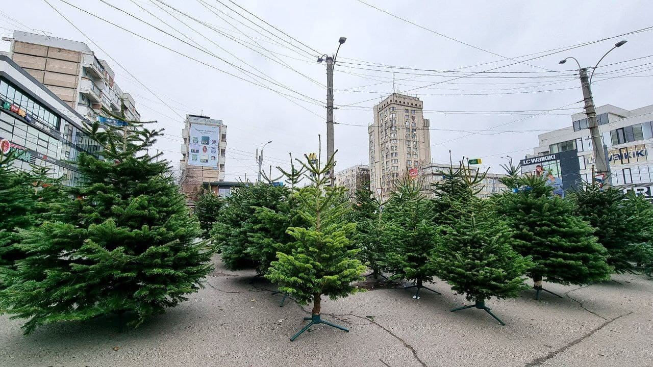 Жители столицы не спешат покупать ели из-за высоких цен.