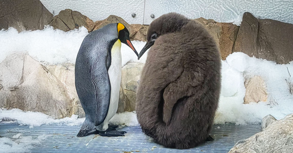 Un pui uriaș de pinguin imperial, de 23 de kilograme, a devenit noua vedetă a internetului.