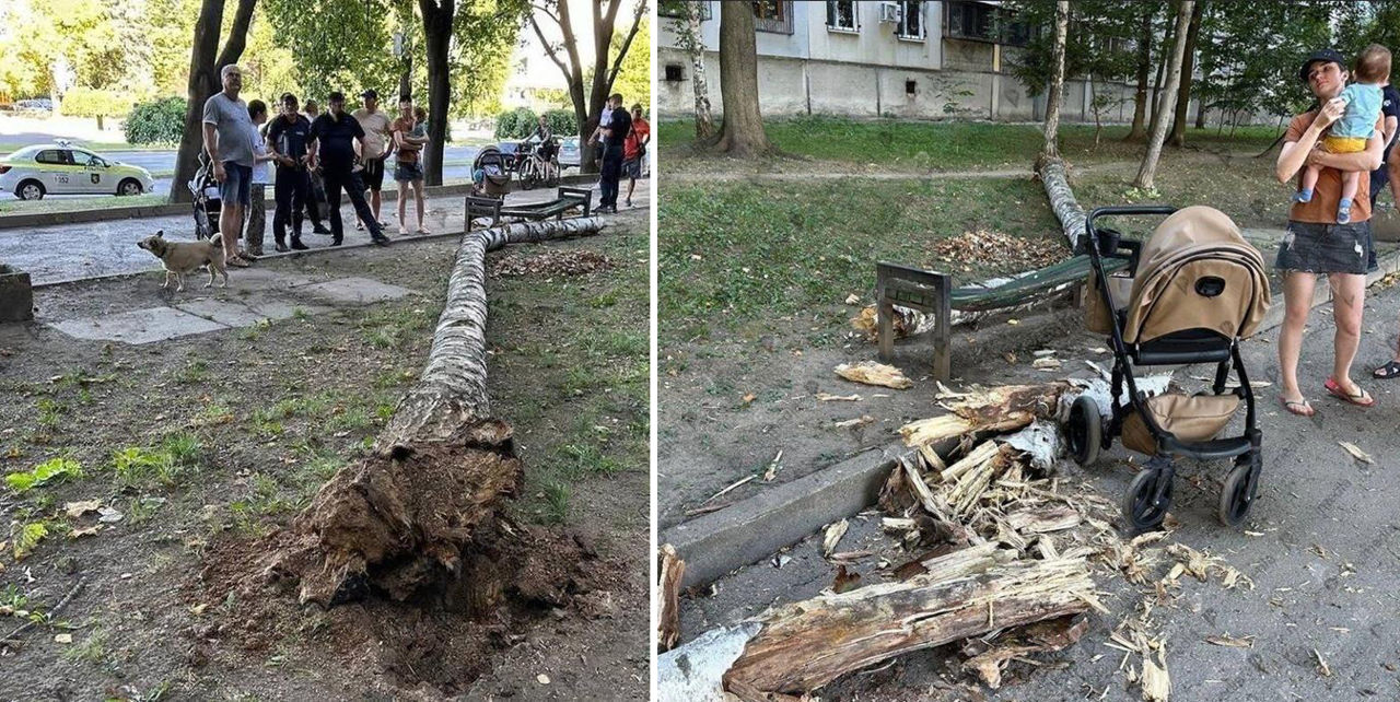 Un copac a căzut peste o bancă lângă o mamă cu un copil în cărucior.