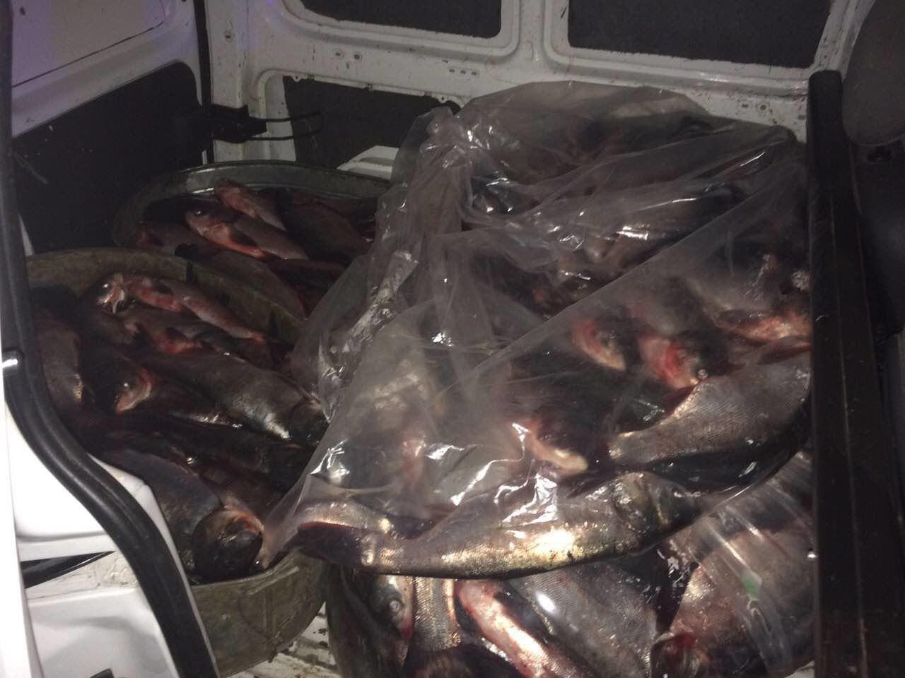 Peste 2 tone de carne și 300 kg de pește, transportate fără acte. 