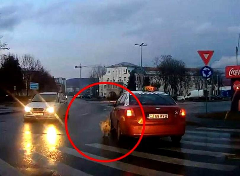 В Румынии таксист разъезжал с привязанной к машине собакой.