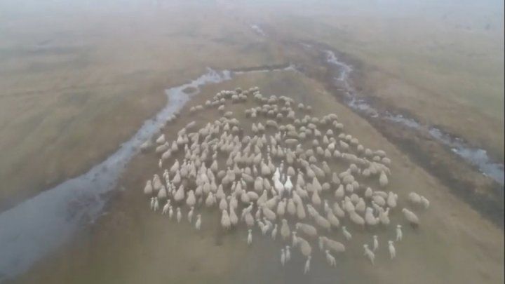 Отары овец и крупный рогатый скот уничтожили гектары озимых культур в Гагаузии.