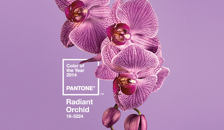 Compania Pantone, care stabileşte standardele de culoare pentru uzul comercial în design a dezvăluit publicului culoarea anului 2014 - "Orhideea radiantă".