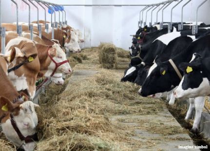 La Dubăsari au fost depistate două cazuri de îmbolnăvire cu rabie la vite. 