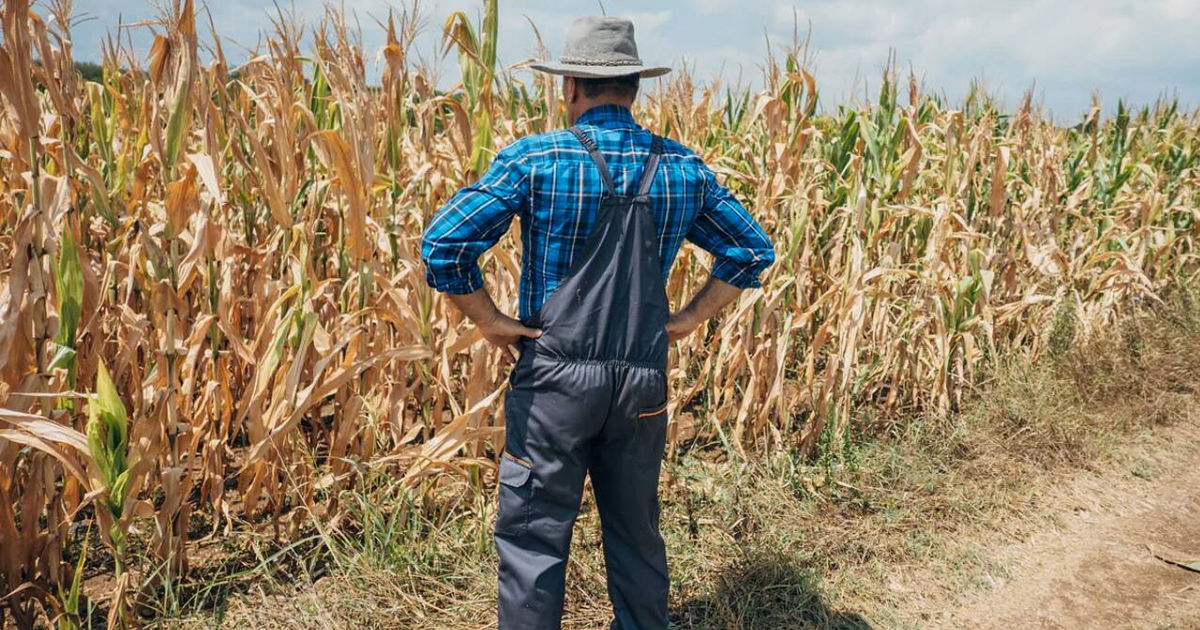 Agricultorii afectați de secetă vor beneficia de un moratoriu asupra plății datoriilor.