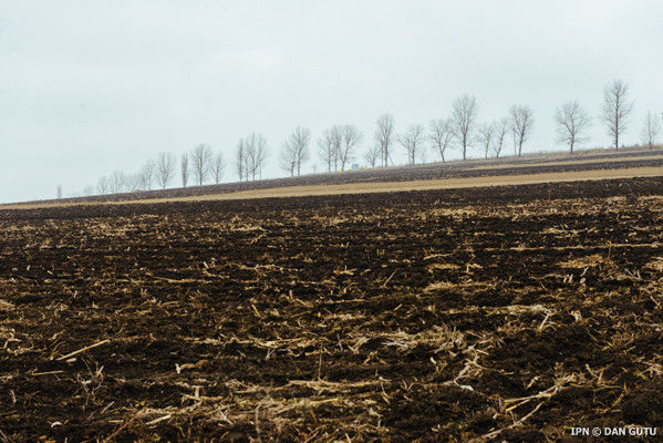 Termenul de dare în arendă a terenurilor agricole, extins cu doi ani