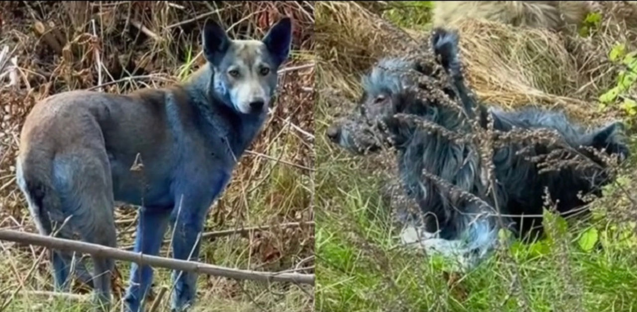 Ecologist: Apariția câinilor albaștri la Cernobîl nu are legătură cu radiațiile.