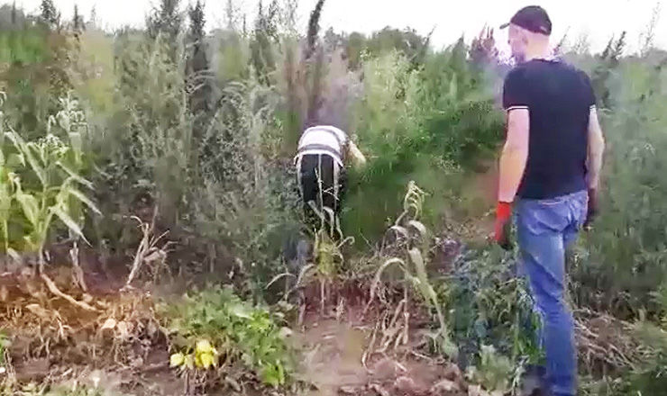 Владельцу участка, где росла конопля, грозят до 8 тысяч леев штрафа.