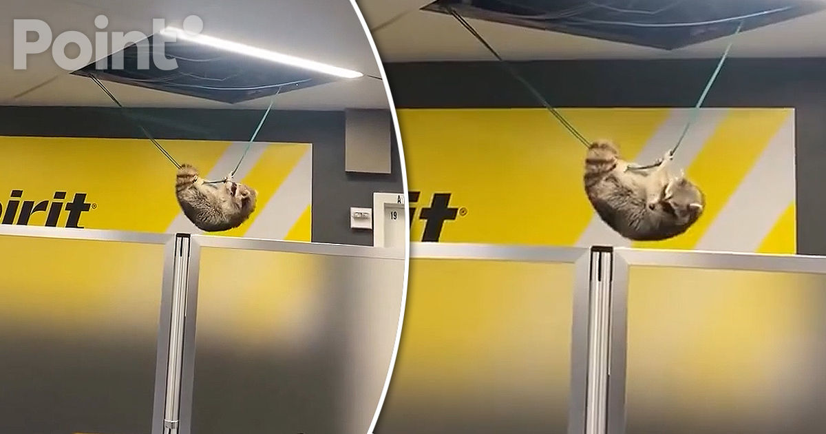 Un raton a spart tavanul și a căzut pe podea într-un aeroport din New York.