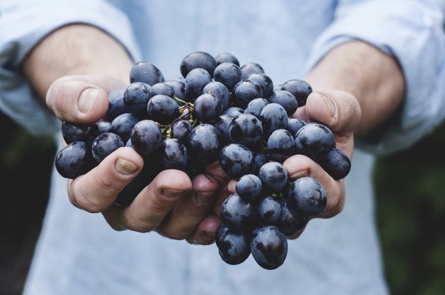 Виноградари Молдовы обеспокоены снижением цен на свою продукцию.
