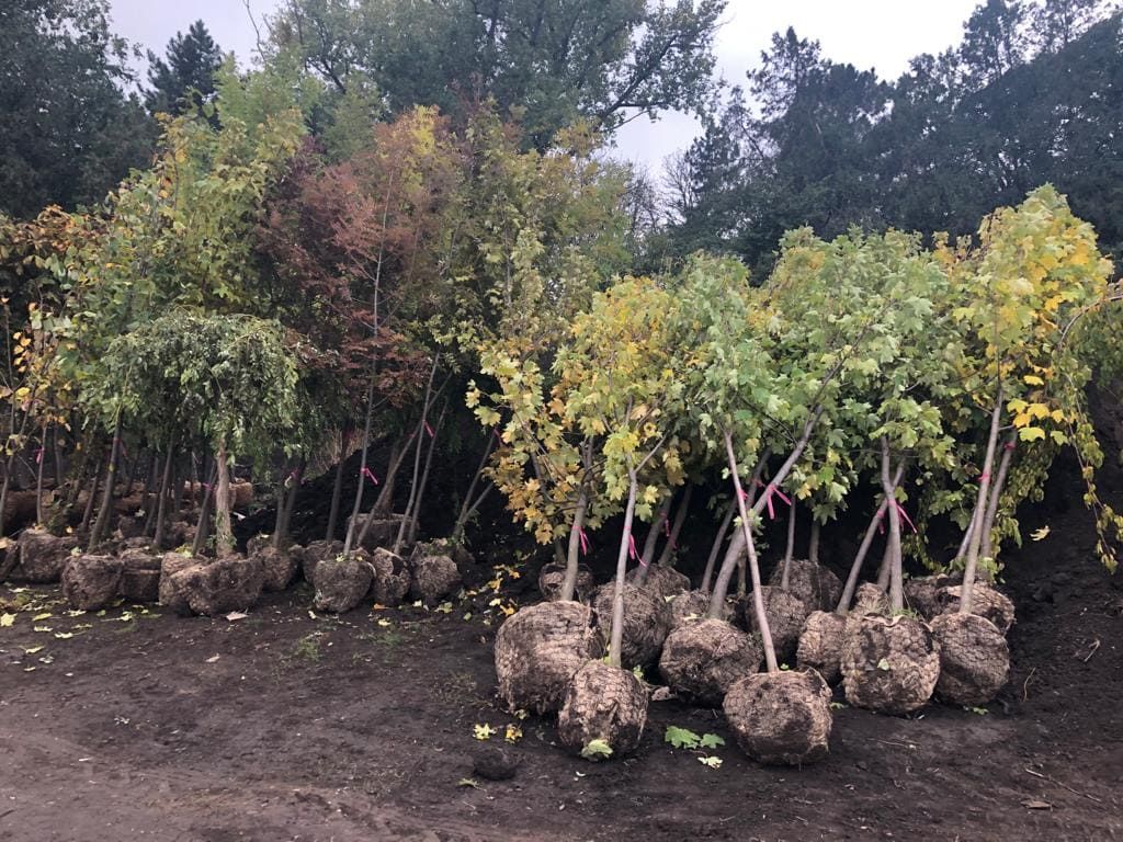 В Бельцах завершилась высадка деревьев, кустарников и роз.