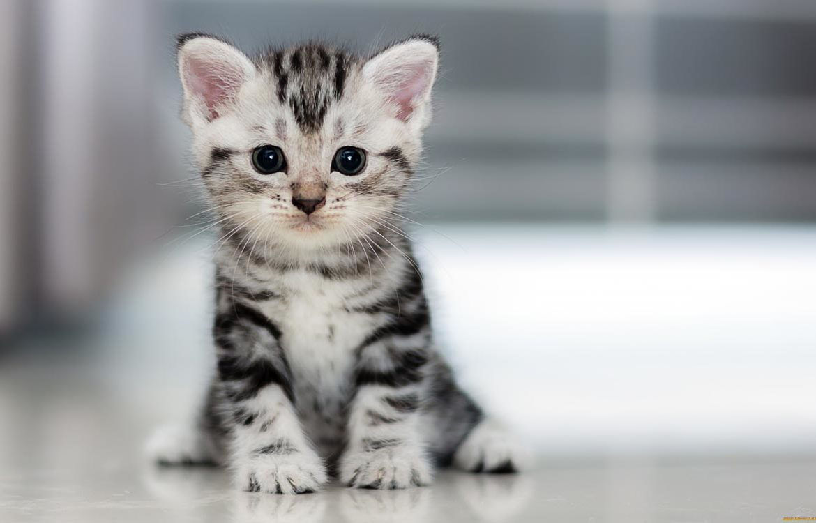 В Парканах спасли котенка.