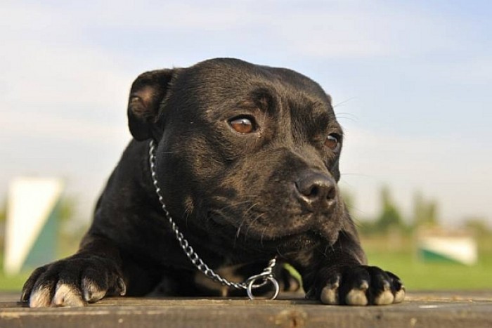 Autoritățile locale din cadrul municipiului Chișinău sunt alarmate de numărul mare de oameni muşcaţi de animale.