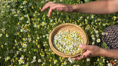 Cum culegi și păstrezi corect plantele medicinale. Foto: shutterstock.com