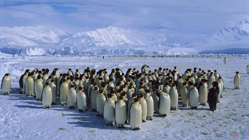 Cum au reușit 1,5 milioane de pinguini să se ascundă de oameni