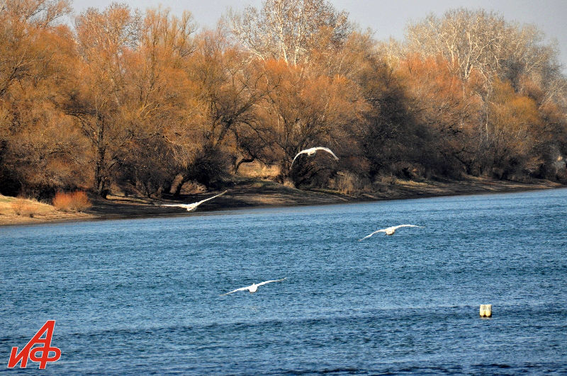 Уровень воды в Днестре зависит от величины сброса из водохранилищ. Фото: aif.md.