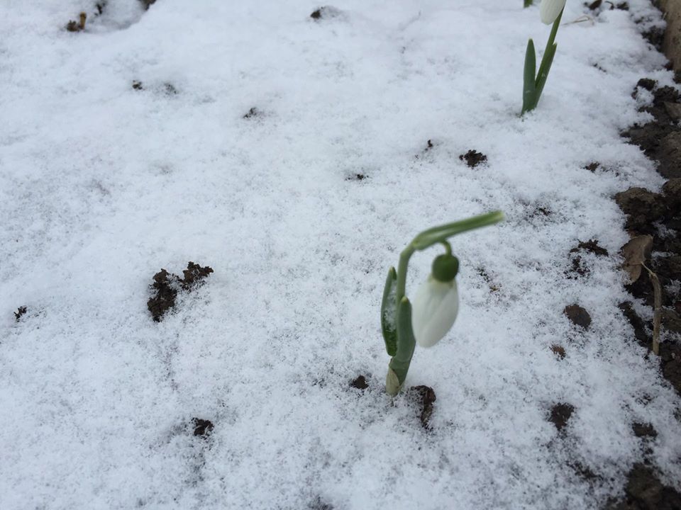 După o săptămână neobişnuit de caldă, weekend-ul aduce ninsori și temperaturi sub zero grade.