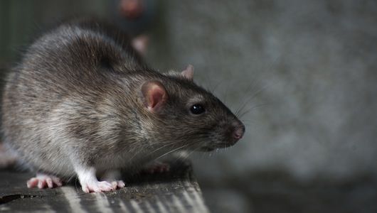 Живущие на крысах насекомые являются тем видом блох, которые когда-то разносили бактерии бубонной чумы.