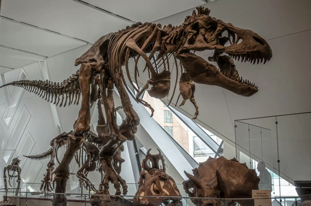 Un studiu realizat în SUA a modificat cu 10 milioane de ani data apariției dinozaurilor. Foto: Narciso Arellano