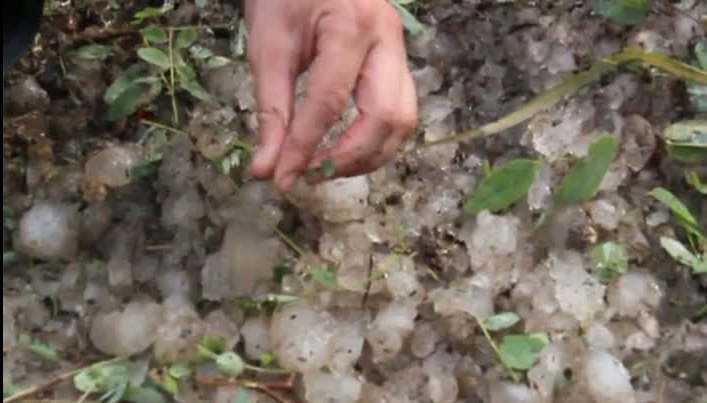  Sute de hectare distruse în urma ploilor cu grindină de ieri, 13 iunie. 
