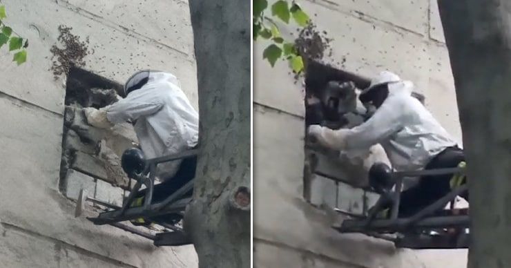 Рой пчел проник в здание столичного детсада: пришлось вызвать спасателей. Коллаж: Point.md