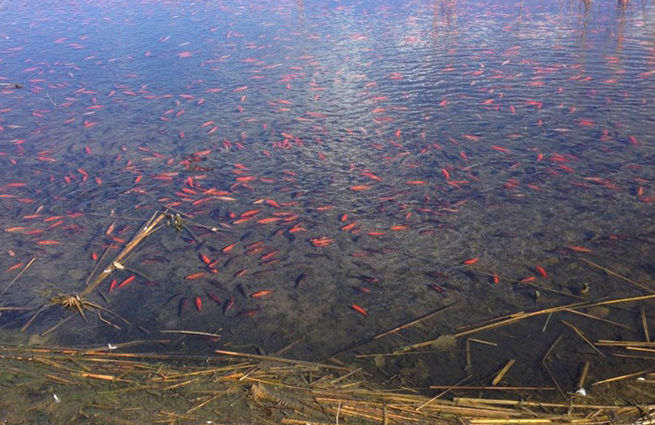 Зоологи бьют тревогу, опасаясь за жизнь других обитателей водоема.