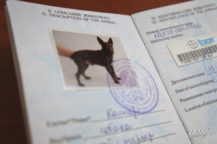 Всем животным в Молдове выдадут паспорта.