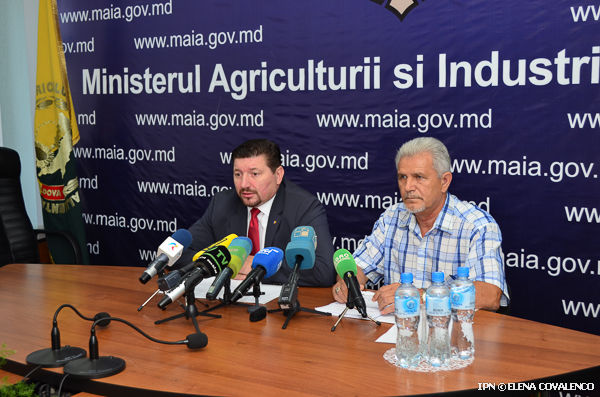 Recolta de grâu a depăşit 1,2 milioane de tone de boabe. Foto: ipn\Elena Covalenco
