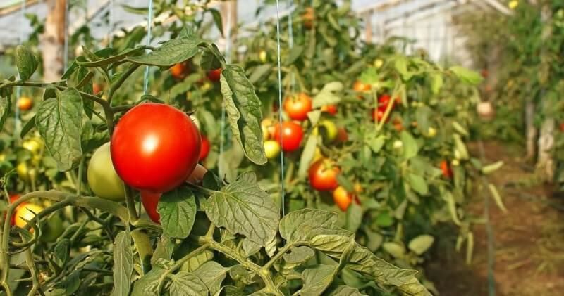 Только 4% овощей из Молдовы производится в защищенном грунте.