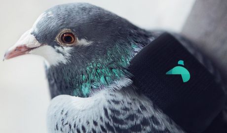 Porumbeii pot fi folosiţi pentru a monitoriza poluarea. Foto: inverse.com