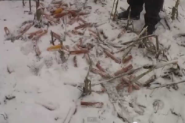 Deși vânătorii spun că au dat de urma făptașului, acesta nu se grăbește să restituie roada și neagă totul.
