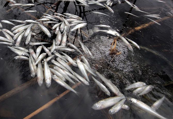 Lacul de acumulare Ghidighici se află la un pas de catastrofă ecologică: în el au pierit racii şi sute de kilograme de peşte.