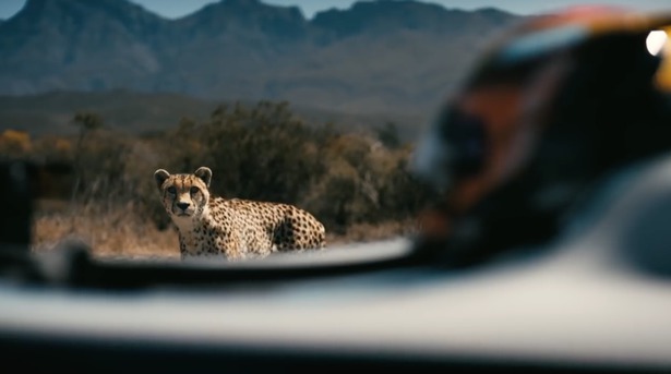 Un pilot de Formula-1 a concurat la viteză cu un leopard.