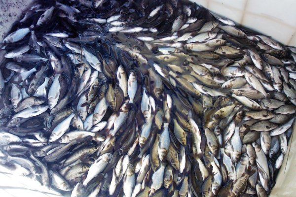  В реку было выпущено около 400 кг молодняка толстолобика и белого амура ﻿