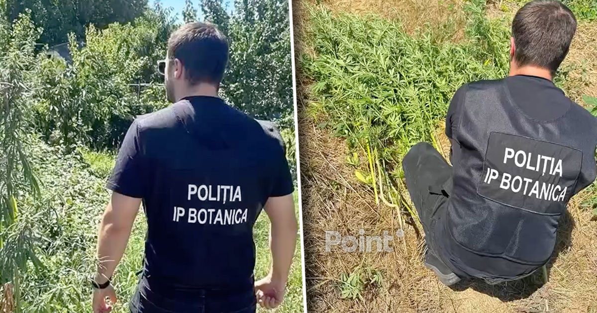 В Кишиневе владельцев участков проверяют после обнаружения конопли.