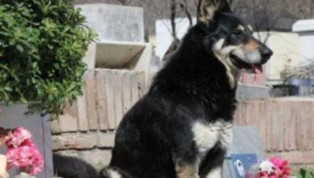 O săptămână mai târziu, familia îndurerată l-a găsit pe Căpitan lângă mormântul bărbatului. 