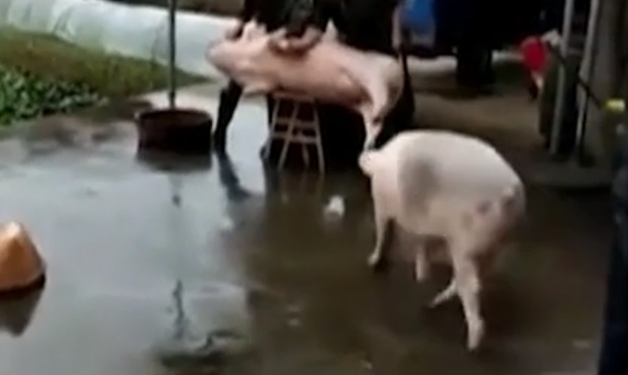 Video viral: Un porc și-a salvat amicul de la moarte
