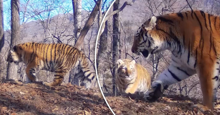 Впервые в мире семейство с пятью амурскими тигрятами попало на видео. Коллаж Point.md.