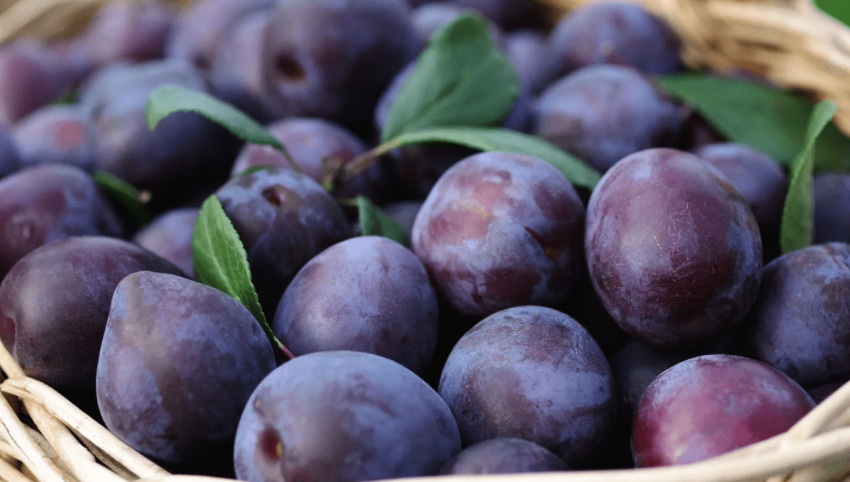 Садоводы заложат на хранение в холодильники гораздо меньше сливы. Фото: east-fruit.com.