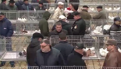 Голубей, представленных на выставке, продавали от 300 леев за пару.