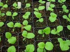 Evenimentul este organizat de către Institutul de Genetică şi Fiziologie a Plantelor al AŞM