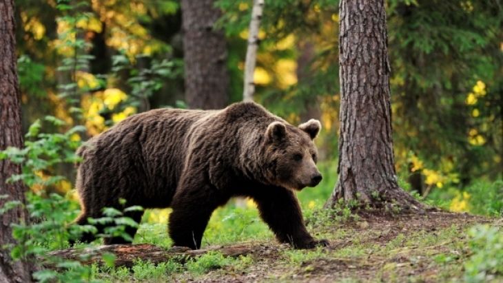 Haz de necaz: Un urs a furat două arme de vânătoare
