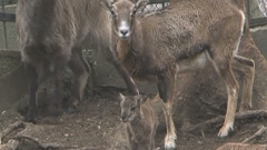 De obicei, în această perioadă, Grădina Zoologică este asaltată de vizitatori. 